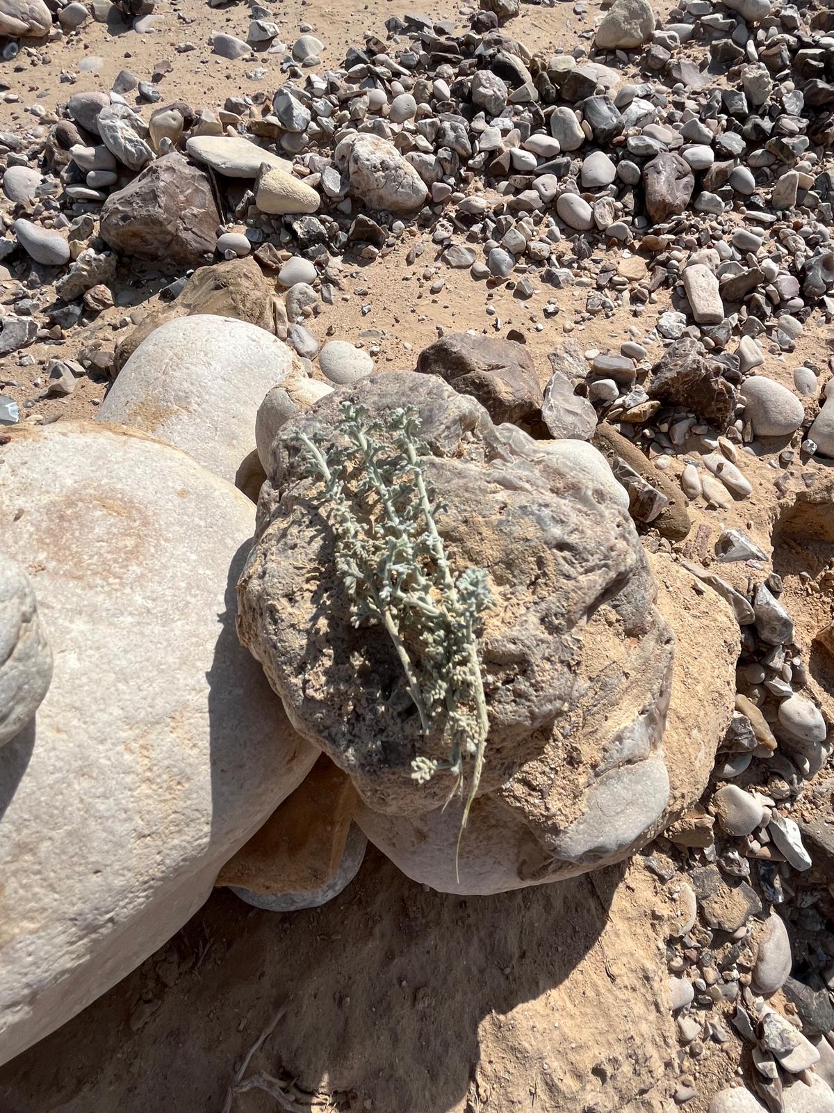 לענת יהודה מדבר פארן 