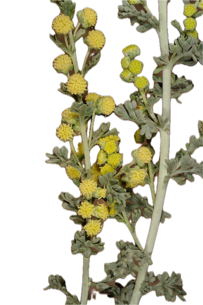 השיח׳ של מימי מלך צמחי המדבר | mimiherbs | לענת יהודה