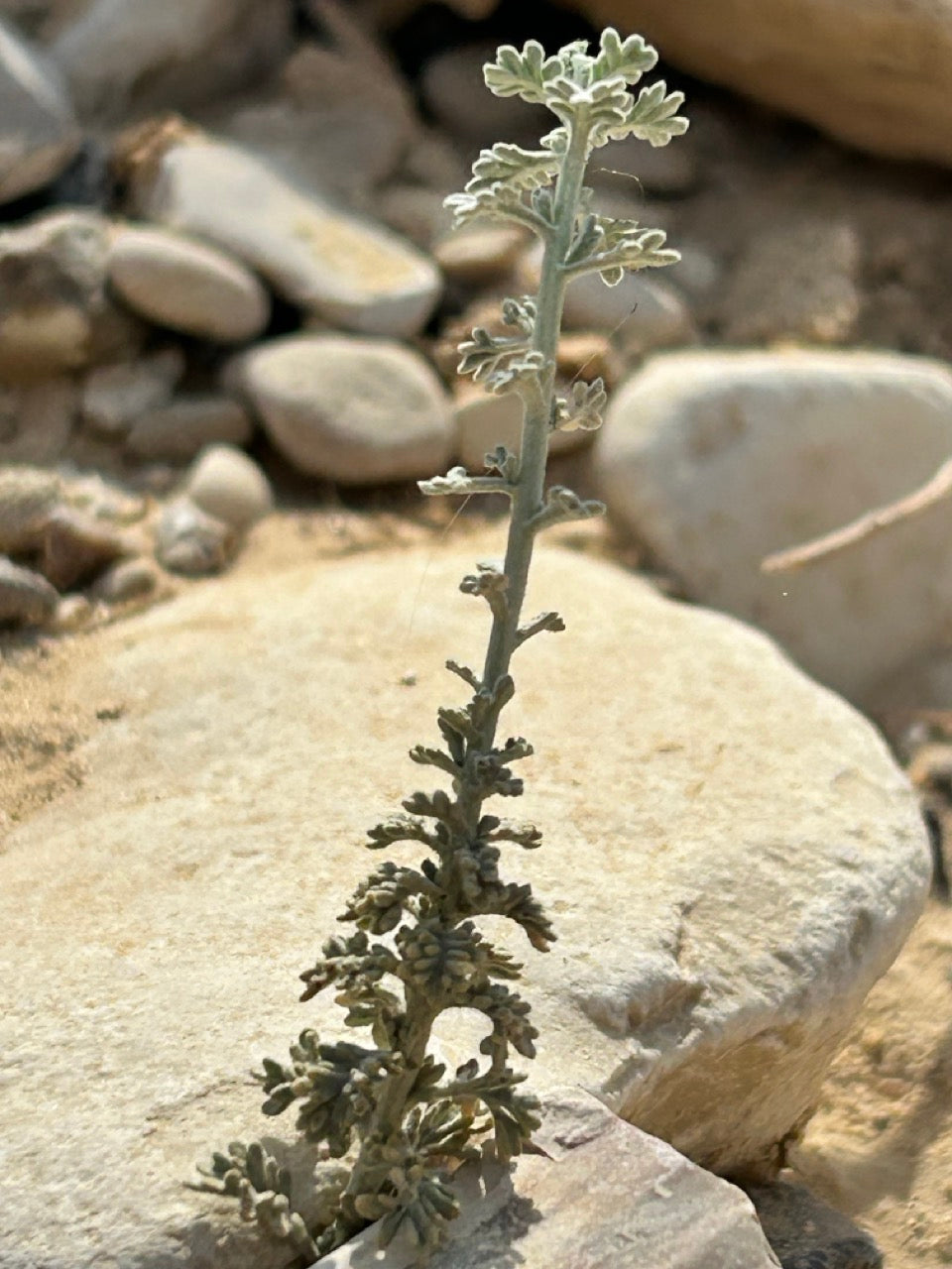 השיח׳ של מימי מלך צמחי המדבר