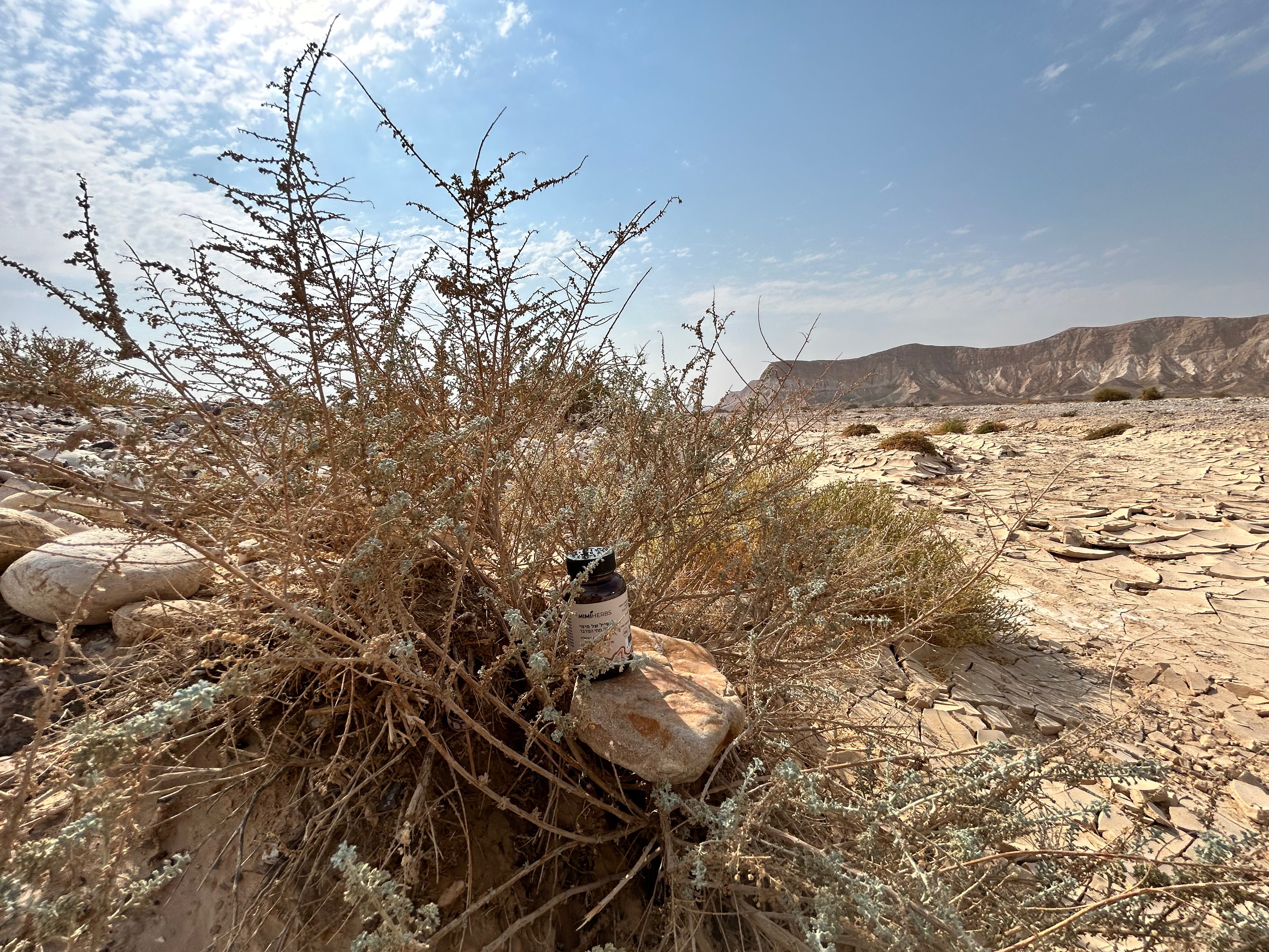 לענת יהודה , נחל פארן , נובמבר 2025 , השיח של מימי , מלך צמחי המדבר , 